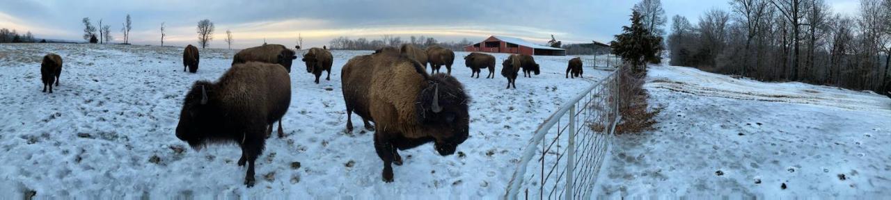 Amish Made Cedar Cabin With A Loft On A Buffalo Farm Close To The Buffalo River Marshall Eksteriør bilde